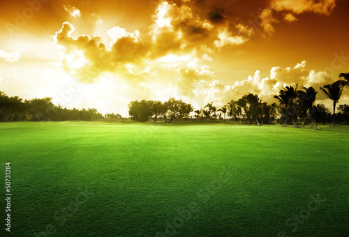 trees on the field of grass and sunset
