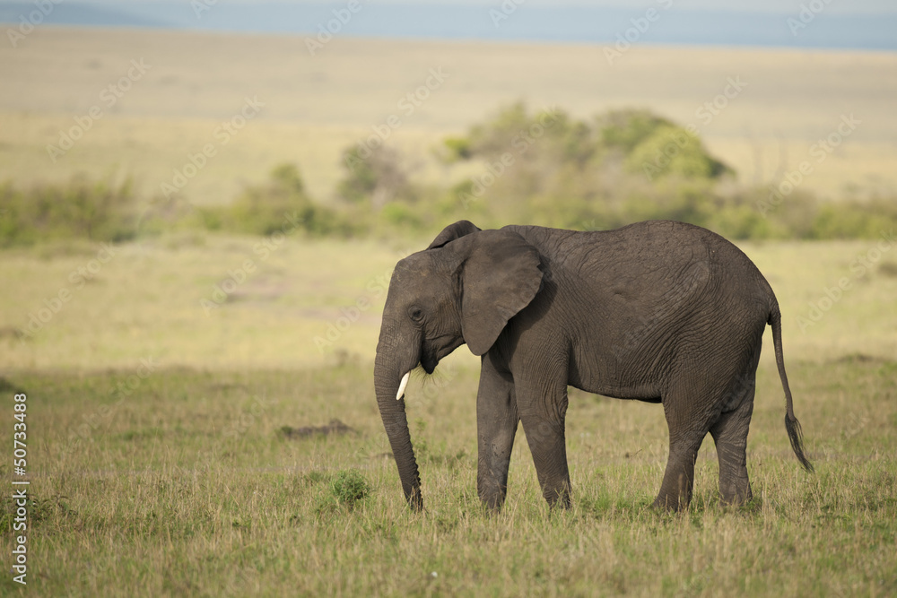 Elephant in the Savannah Elephant in the Savannah
