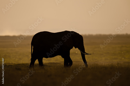 Elephant seen backlit