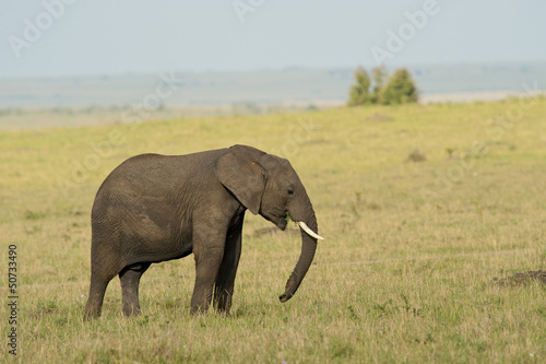 Elephant in the Savannah © Fabio Lotti