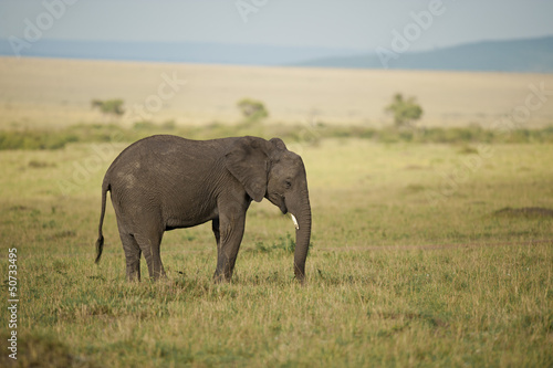 Elephant in the Savannah © Fabio Lotti