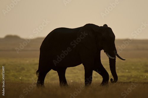 Elephant seen backlit