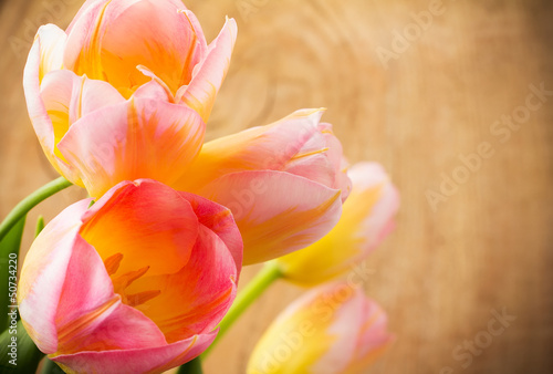 Fototapeta Naklejka Na Ścianę i Meble -  Tulips.