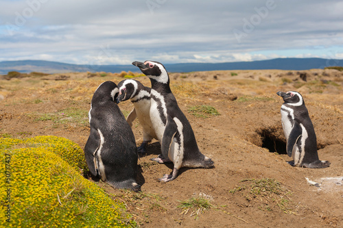 Magellanic penguin, Atlantic Coast, Patagonia