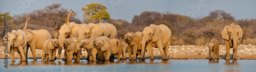 Elephant herd at waterhole #50738491
