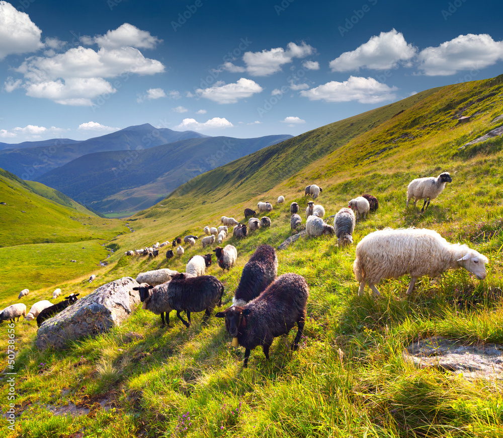 Flock of sheep  in the Carpathian mountains. Ukraine, Europe