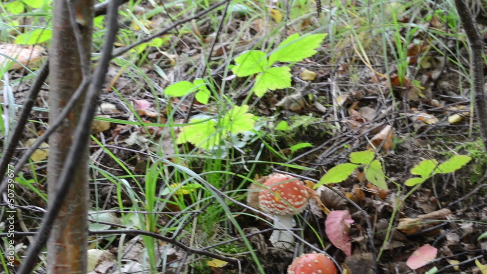 red poison agaric mushrooms grow in forest red poison agaric mushrooms grow in forest