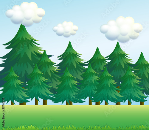 A pine tree scenery