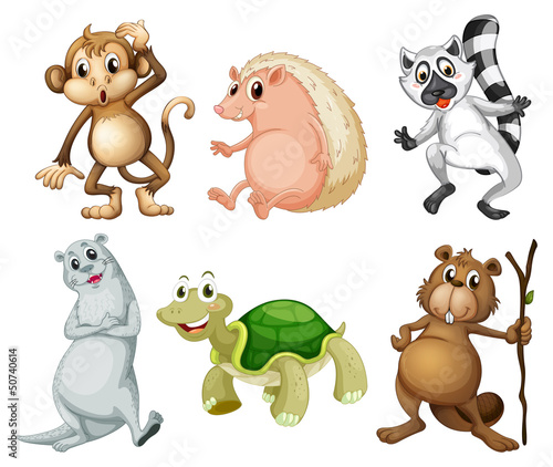 Six different kinds of wild animals