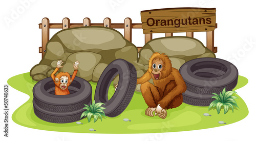 An old and a young orangutan