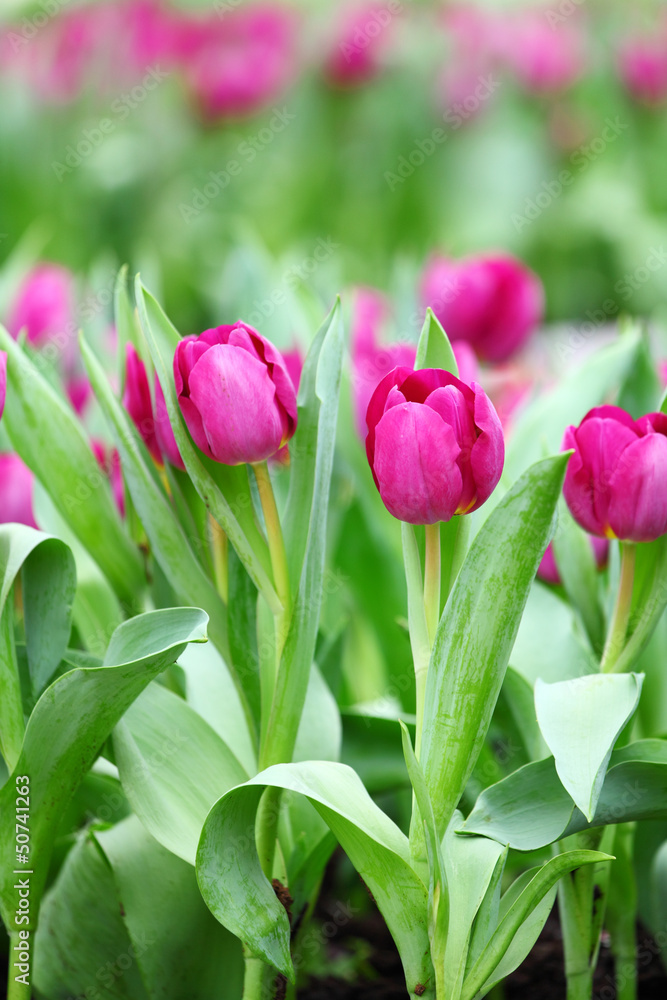 Naklejka premium purple tulips flower