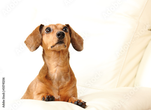 Obraz na plátne dachshund dog on sofa