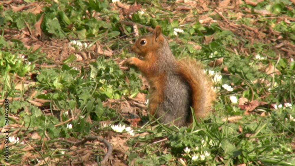 Squirrel Eating Nuts Squirrel Eating Nuts