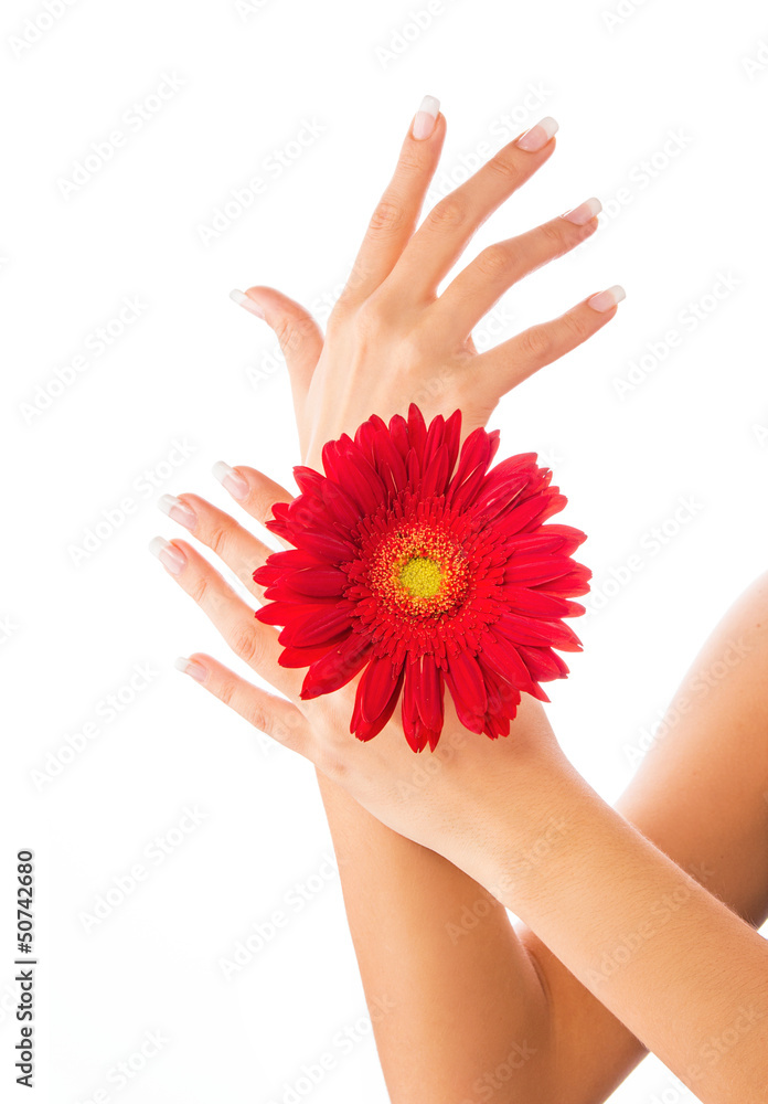 Woman hands with french manicure holding red flower close-up
