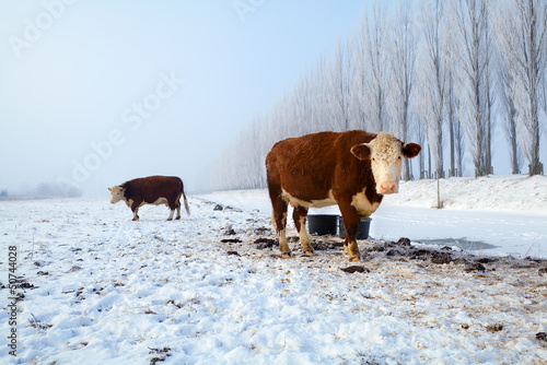 brown cows on snow in winter