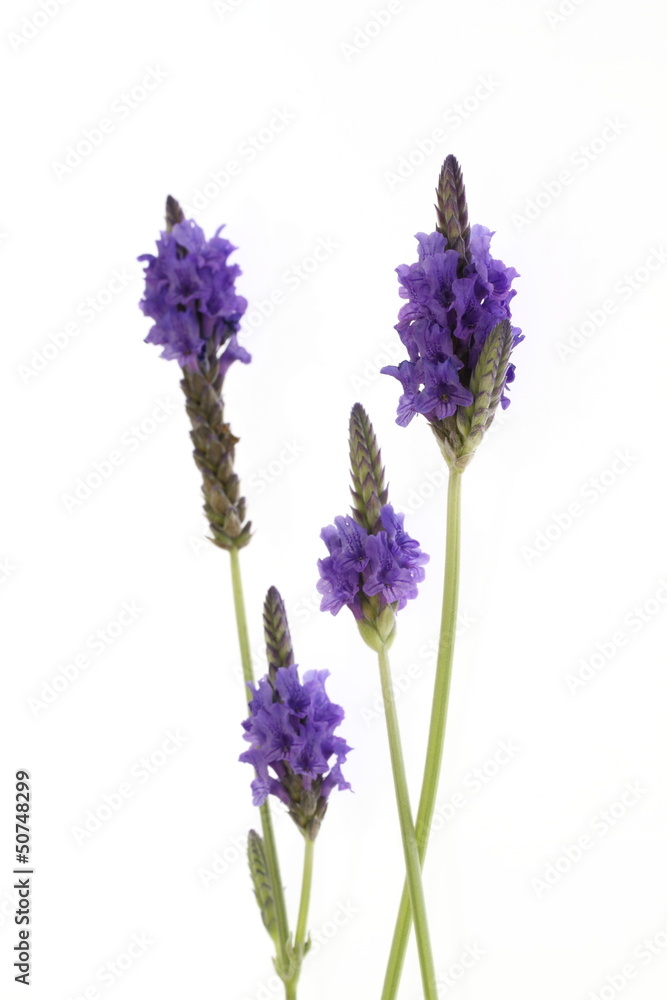 Obraz premium パープルのレースラベンダー