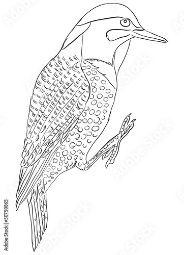 Northern flicker bird