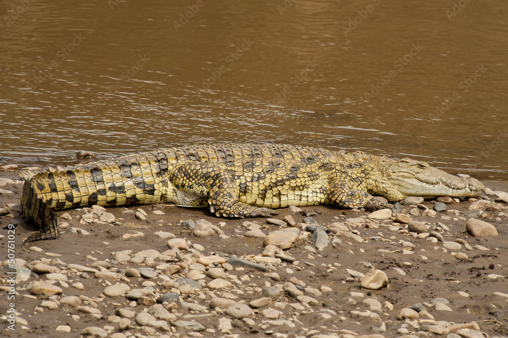 Crocodile near the Mara River Crocodile near the Mara River
