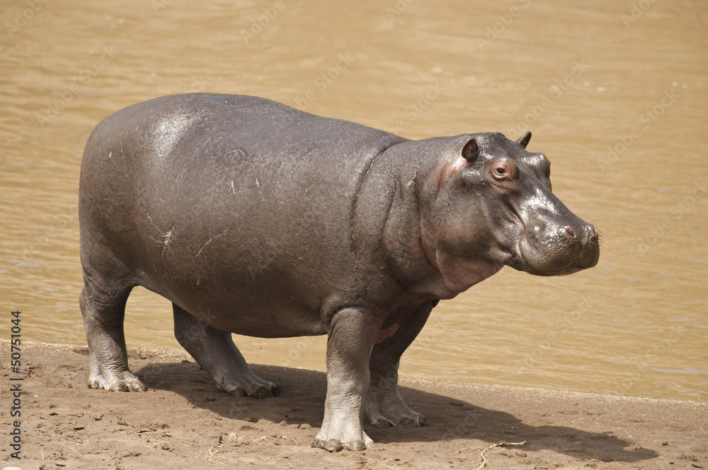 Hippopotamus