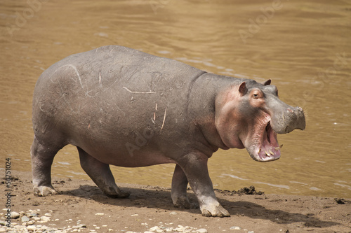 Papier peint Hippopotame