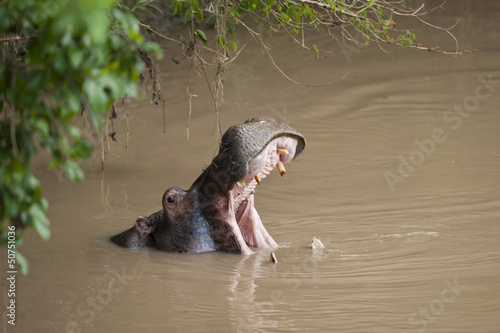 Hippopotamus roaring