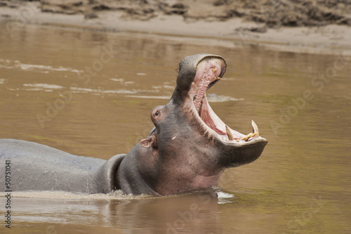 Hippopotamus roaring © Fabio Lotti