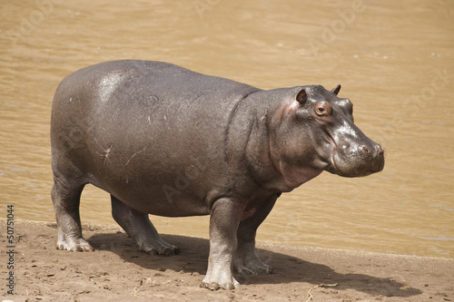 Fototapet Hippopotamus