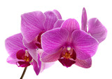 Purple orchid flower