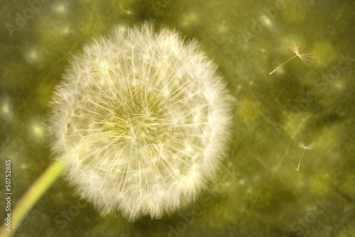 Dandelion