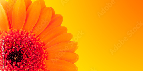 Fototapeta Naklejka Na Ścianę i Meble -  Macro shot of gerber blossom detail with shiny blur background