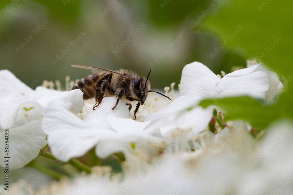 Apple tree flower and bee closeup