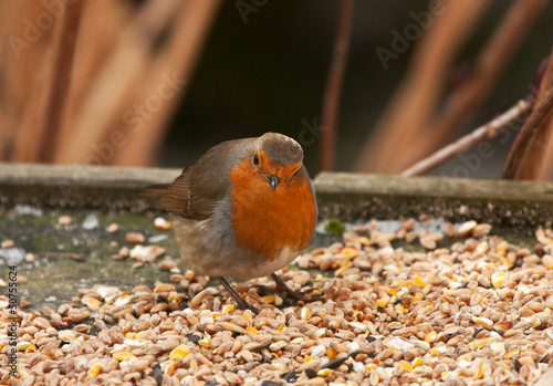 Принти на полотні Robin on bird table
