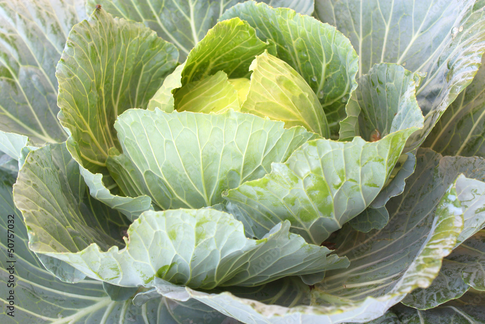 Fototapeta premium Cabbage