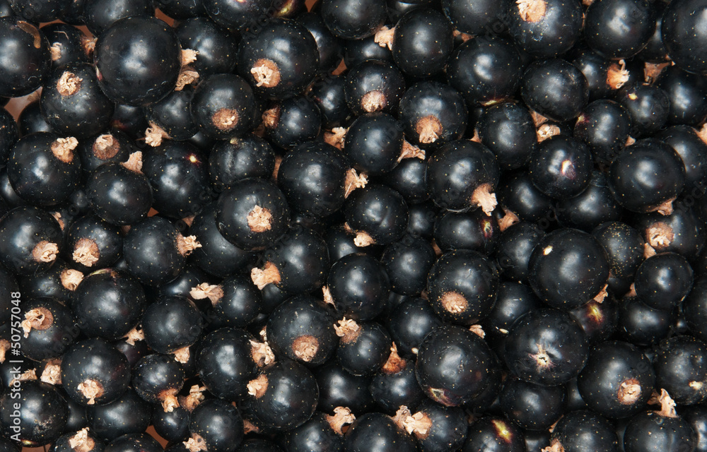 blackcurrant blackcurrant