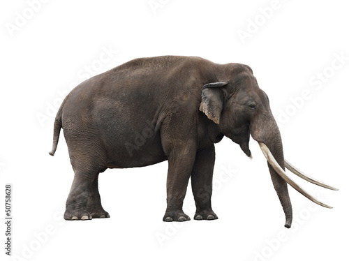 African Elephant © SunnyS