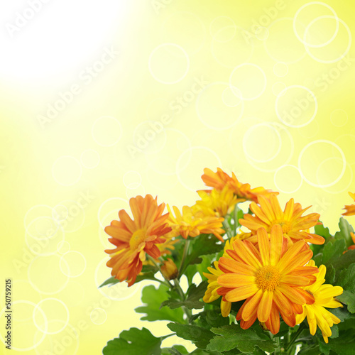 Fototapeta Naklejka Na Ścianę i Meble -  Chrysanthemum floral background