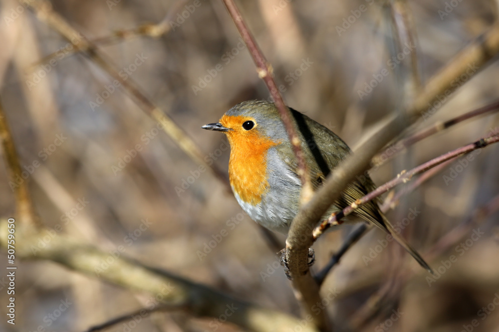 Obraz premium Rotkehlchen