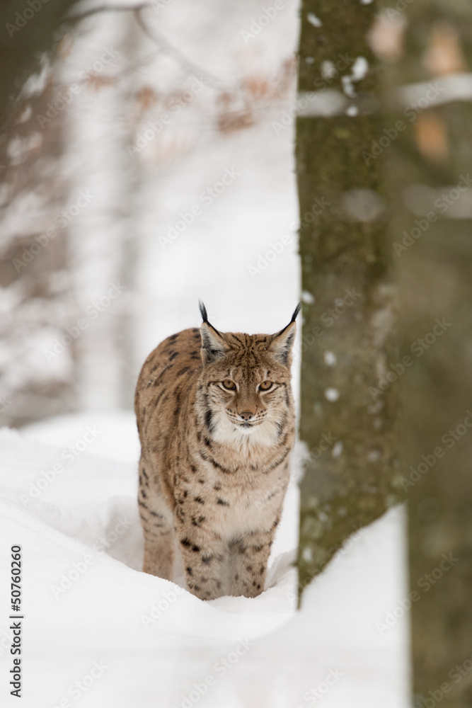 Eurasischer Luchs, Eurasian lynx, Lynx lynx Eurasischer Luchs, Eurasian lynx, Lynx lynx