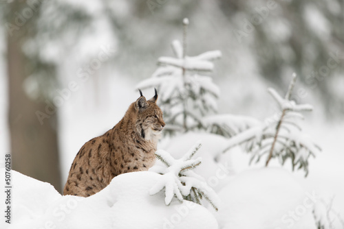 Eurasischer Luchs, Eurasian lynx, Lynx lynx
