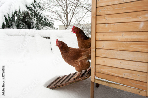 Two hens starring at the snow