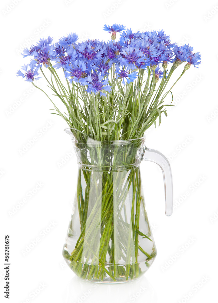 Naklejka Cornflowers flowers in jug, isolated on white