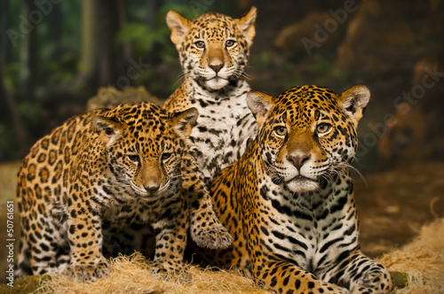 Fotografie, Tablou Jaguar Family