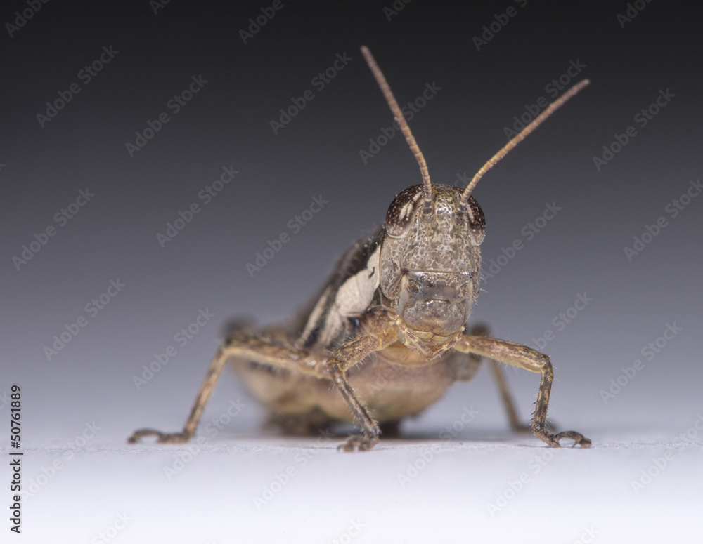 Small Locust Small Locust