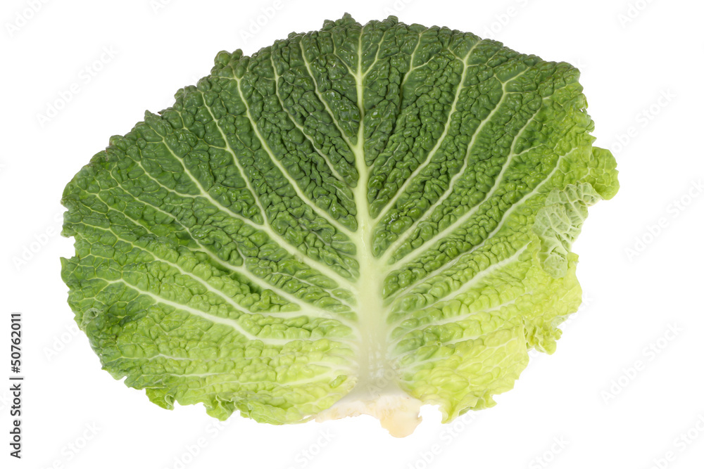 Cabbage Leaf Cabbage Leaf