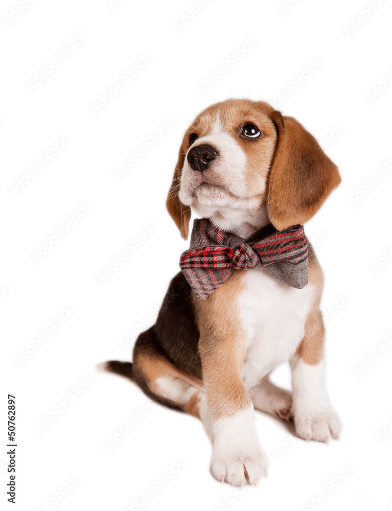 Sitting beagle puppy with bow tie
