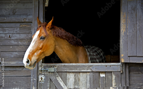 Horse on stable