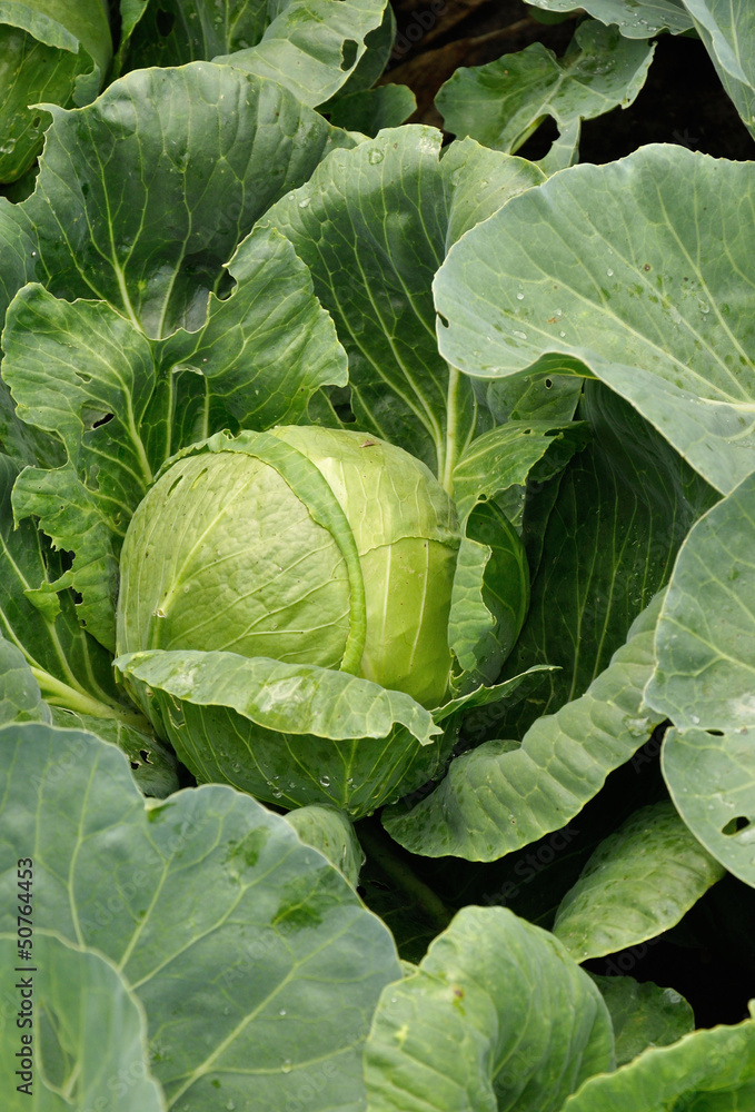 Obraz premium cabbage