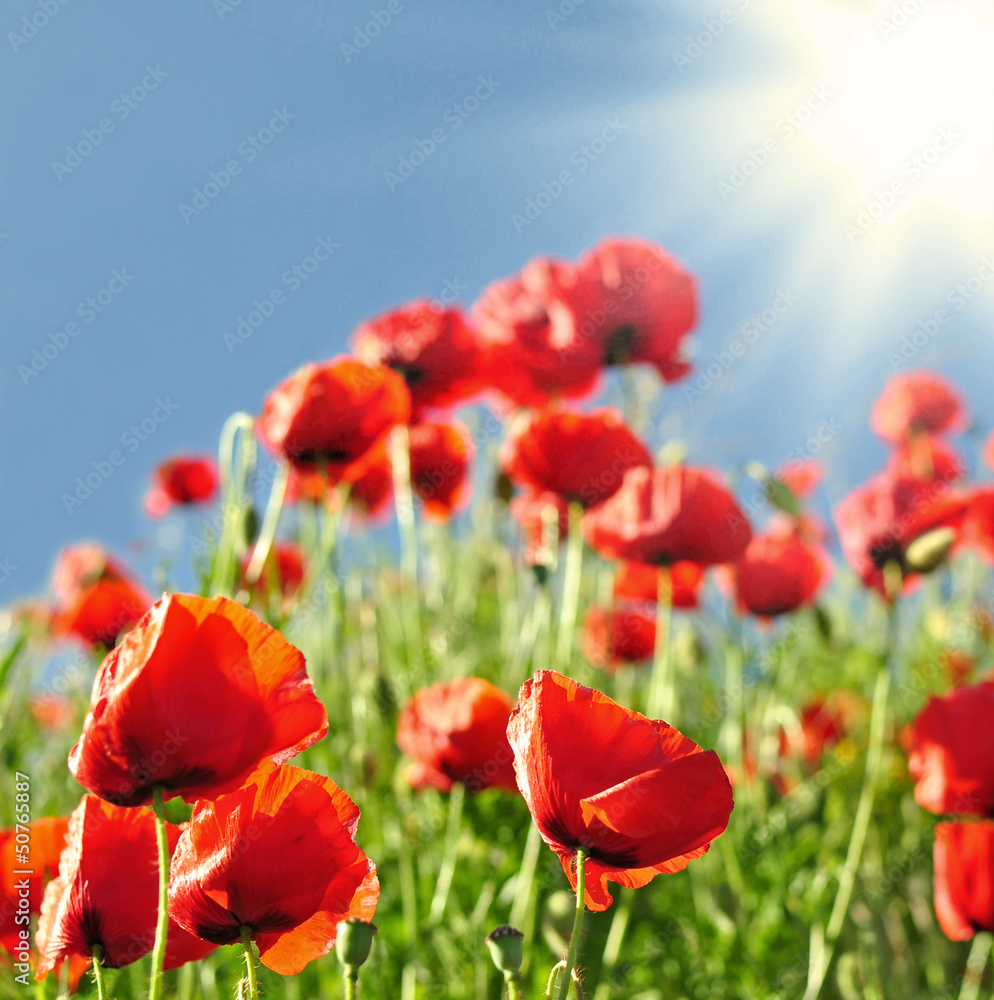 Obraz premium Sonnenstrahlen auf einer Blumenwiese