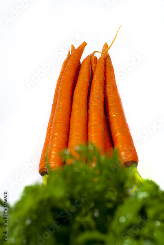 Bunch of carrots washed and ready to eat photo