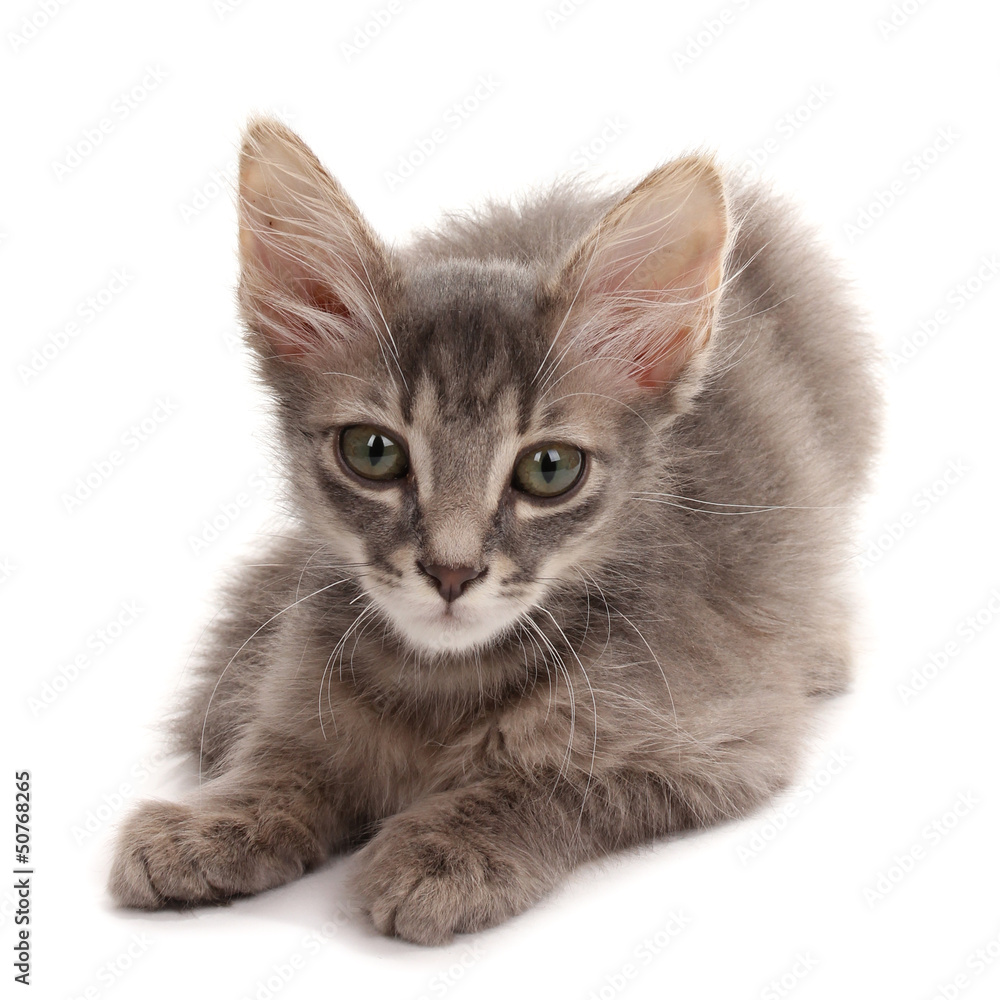 Fototapeta premium Small gray kitten isolated on white
